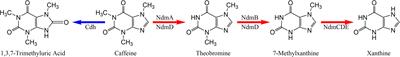 Cultivation and Genome Sequencing of Bacteria Isolated From the Coffee Berry Borer (Hypothenemus hampei), With Emphasis on the Role of Caffeine Degradation